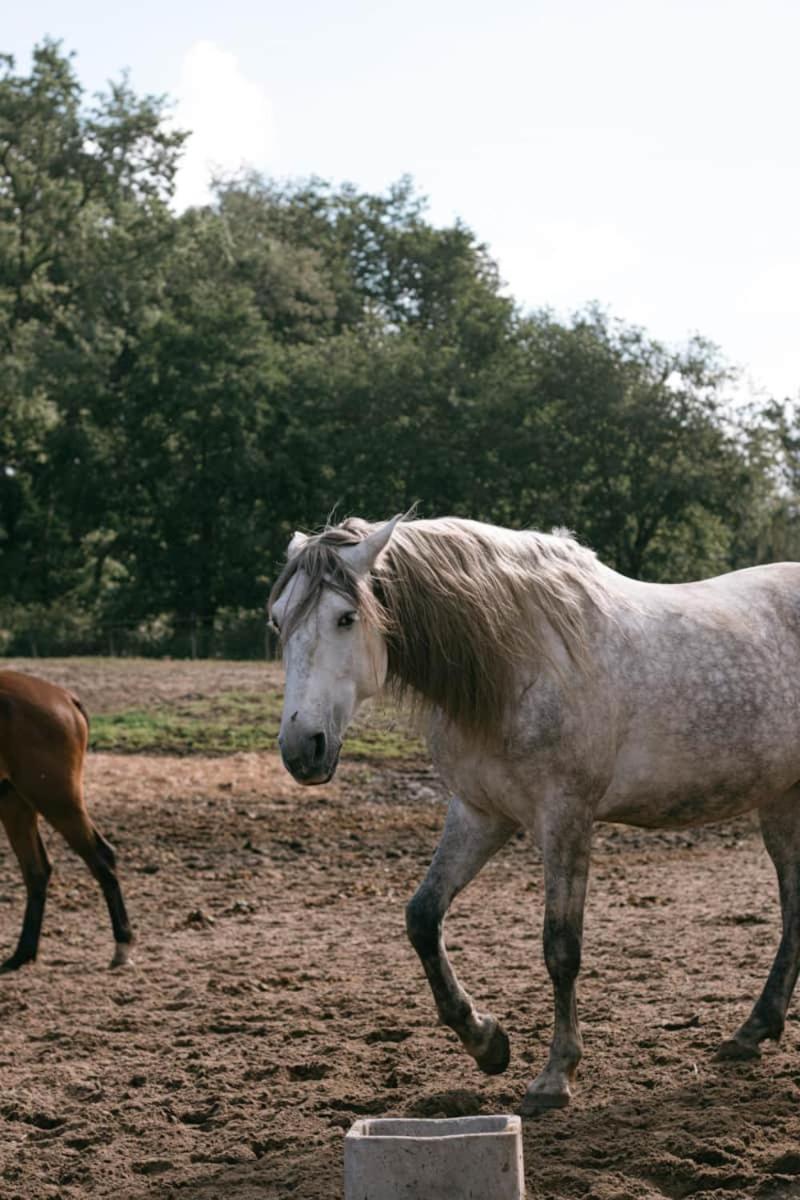 Roulottes Cocooning Au Coeur Des Landes Ξενοδοχείο Mées Εξωτερικό φωτογραφία