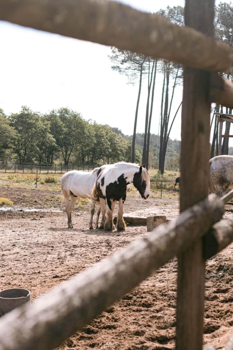 Roulottes Cocooning Au Coeur Des Landes Ξενοδοχείο Mées Εξωτερικό φωτογραφία